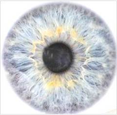 Tele-Ophthalmologisches Institut Erlangen